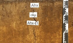 Fachgerechte Bodenansprache bei der Altlastenbearbeitung nach aktuellem Bodenschutzrecht Bodenkunde