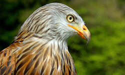 Windenergie – Arten- und Habitatschutz Rotmilan