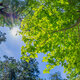 Sonne durch Blätterdach