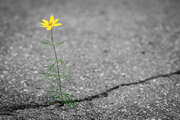 Asphaltriss mit Blume dazwischen