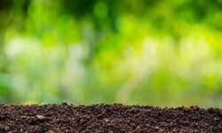 Bewertung von Bodenbelastungen für die Wirkungspfade „Boden-Mensch“ und „Boden-Pflanze“