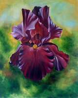 Bild violette Blume
